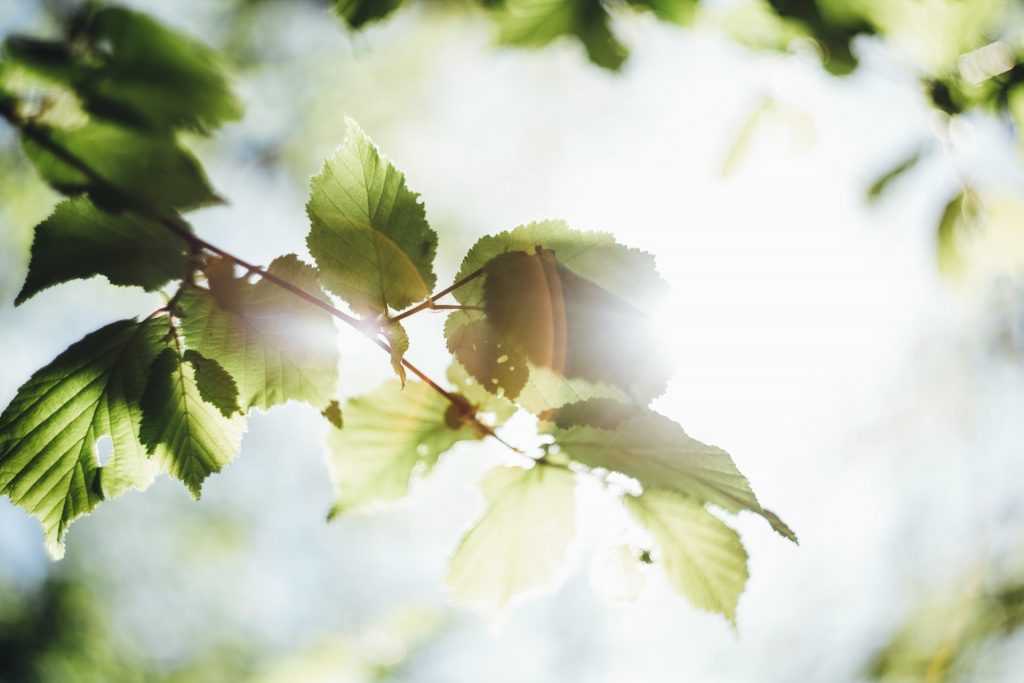 leaf and tree under sunlight