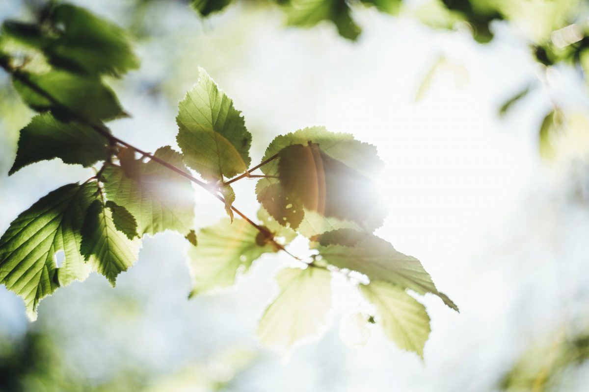 leaf and tree under sunlight